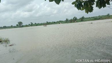 3 Hari Diguyur Hujan, 130 Hektar Padi di Sumenep Terancam Gagal Panen