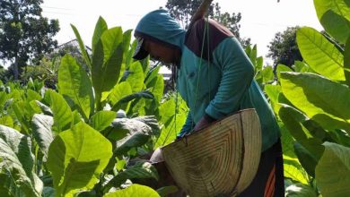 Titik Impas Harga Tembakau 2024 di Sumenep Rp 66.983 per Kg