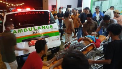 Lomba Karapan Sapi di Sumenep Makan Korban, 1 Tewas 3 Luka-luka